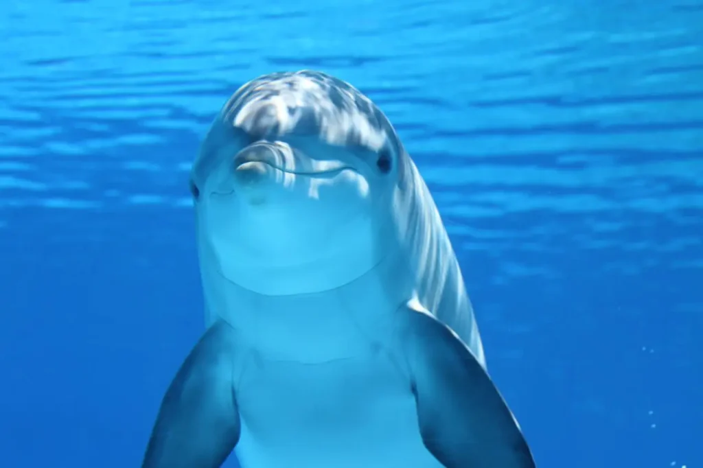 Dolphin in the water